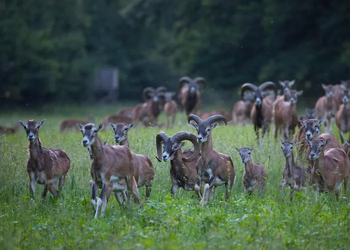 Banyahegyi Erdei Nyugalom Es Wellness Erdesz & Vadaszhaz