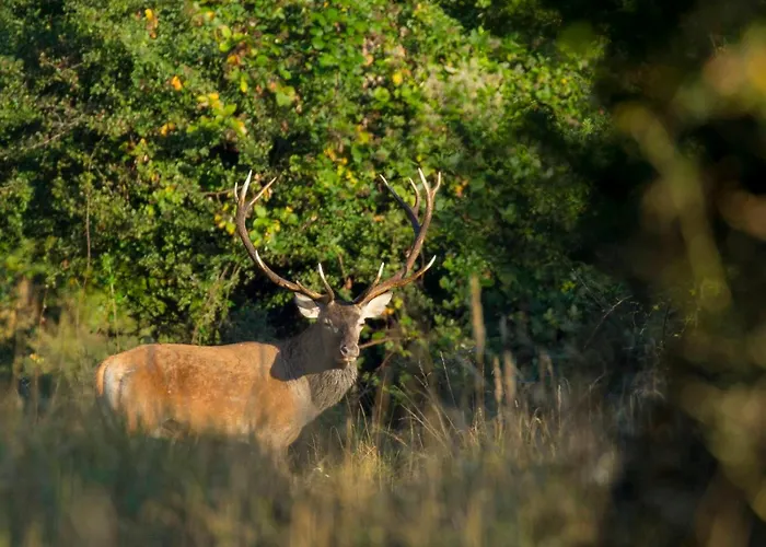 Banyahegyi Erdei Nyugalom Es Wellness Erdesz & Vadaszhaz Bed & Breakfast *