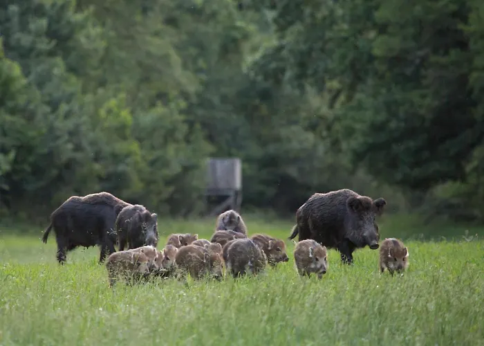 Banyahegyi Erdei Nyugalom Es Wellness Erdesz & Vadaszhaz Bed & Breakfast *